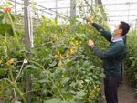 110學年度設施番茄6