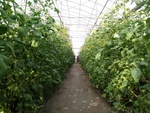110學年度設施番茄9