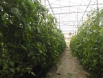 110學年度設施番茄1