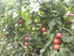 110學年度設施番茄8