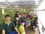 110學年度設施番茄10
