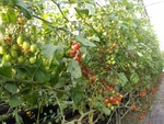 110學年度設施番茄7