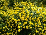 110學年度杭菊栽培15