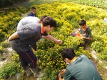 110學年度杭菊栽培4