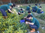 110學年度杭菊栽培14