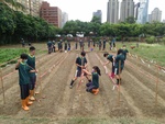 110學年度毛豆栽培6