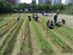 110學年度毛豆栽培2