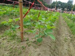 110學年度毛豆栽培10