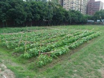 110學年度毛豆栽培3