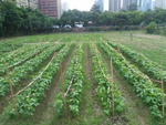 110學年度毛豆栽培4