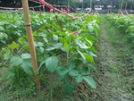 110學年度毛豆栽培5