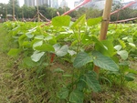 110學年度毛豆栽培6
