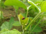 110學年度毛豆栽培7