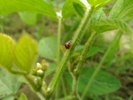 110學年度毛豆栽培8