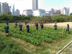 110學年度毛豆栽培10