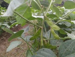 110學年度毛豆栽培14