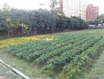 110學年度毛豆栽培3
