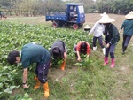 110學年度毛豆栽培13