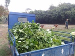 110學年度毛豆栽培1