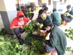110學年度毛豆栽培3