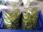 110學年度毛豆栽培6