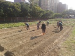 110學年度毛豆栽培-2期13