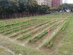 110學年度毛豆栽培-2期11