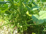 110學年度毛豆栽培-2期8