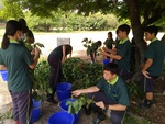 110學年度毛豆栽培-2期13