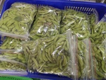 110學年度毛豆栽培-2期15