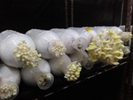 110學年度菇類栽培2