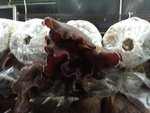 110學年度菇類栽培12
