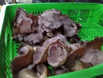 110學年度菇類栽培2