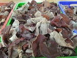 110學年度菇類栽培15