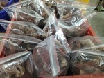 110學年度菇類栽培16