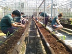 111學年度設施番茄2