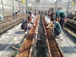 111學年度設施番茄3