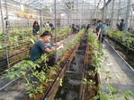 111學年度設施番茄11