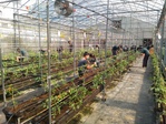 111學年度設施番茄12
