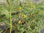 111學年度設施番茄8