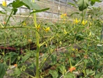 111學年度設施番茄9