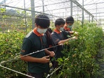 111學年度設施番茄15