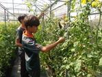 111學年度設施番茄1