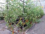 111學年度設施番茄6
