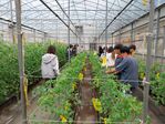 111學年度設施番茄16
