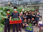 111學年度設施胡瓜16