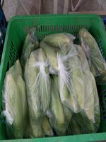 111學年度玉米栽培15