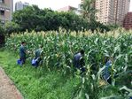 111學年度玉米栽培-2期10