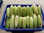111學年度玉米栽培-2期16