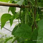 113四季豆有機生產實習9
